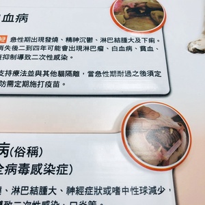 医学海报教学用动物解剖学<span class=keywords><strong>3D</strong></span>海报挂图
