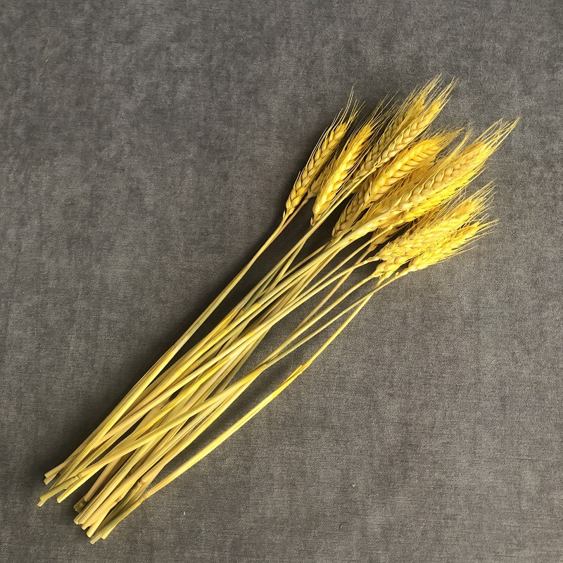 Épis de blé de couleur primaire