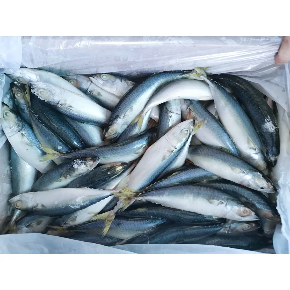 جميع موردي سمك الماكريل من المحيط الهادئ في الصين سمك الماكريل الهادئ المجمد السعر بالبطونة
