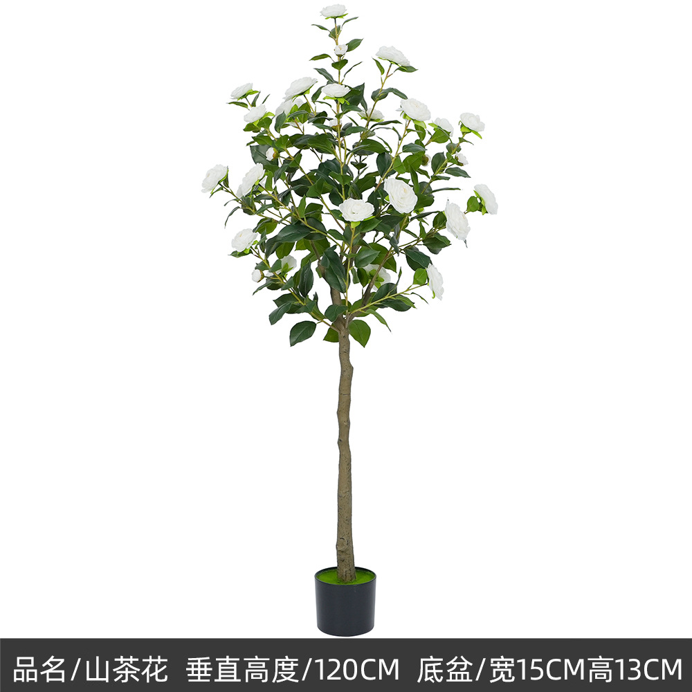 150cm camélia blanc