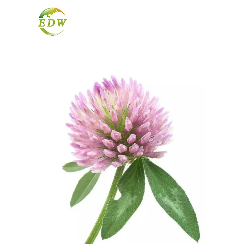 2.5-60% Red Clover ดอกไม้แห้งสารสกัดจากโคลเวอร์สีแดง40% ผงโคลเวอร์สีแดง