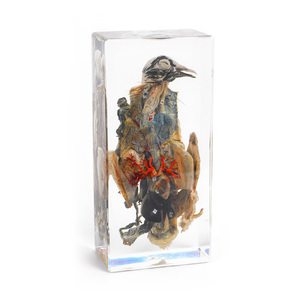 Hete Verkoop Dierlijke Specimens Hars Dissectie Educatief Voor Schoolvissen Vergelijkende Monster Taxidermie Epoxyhars - Product Image 1