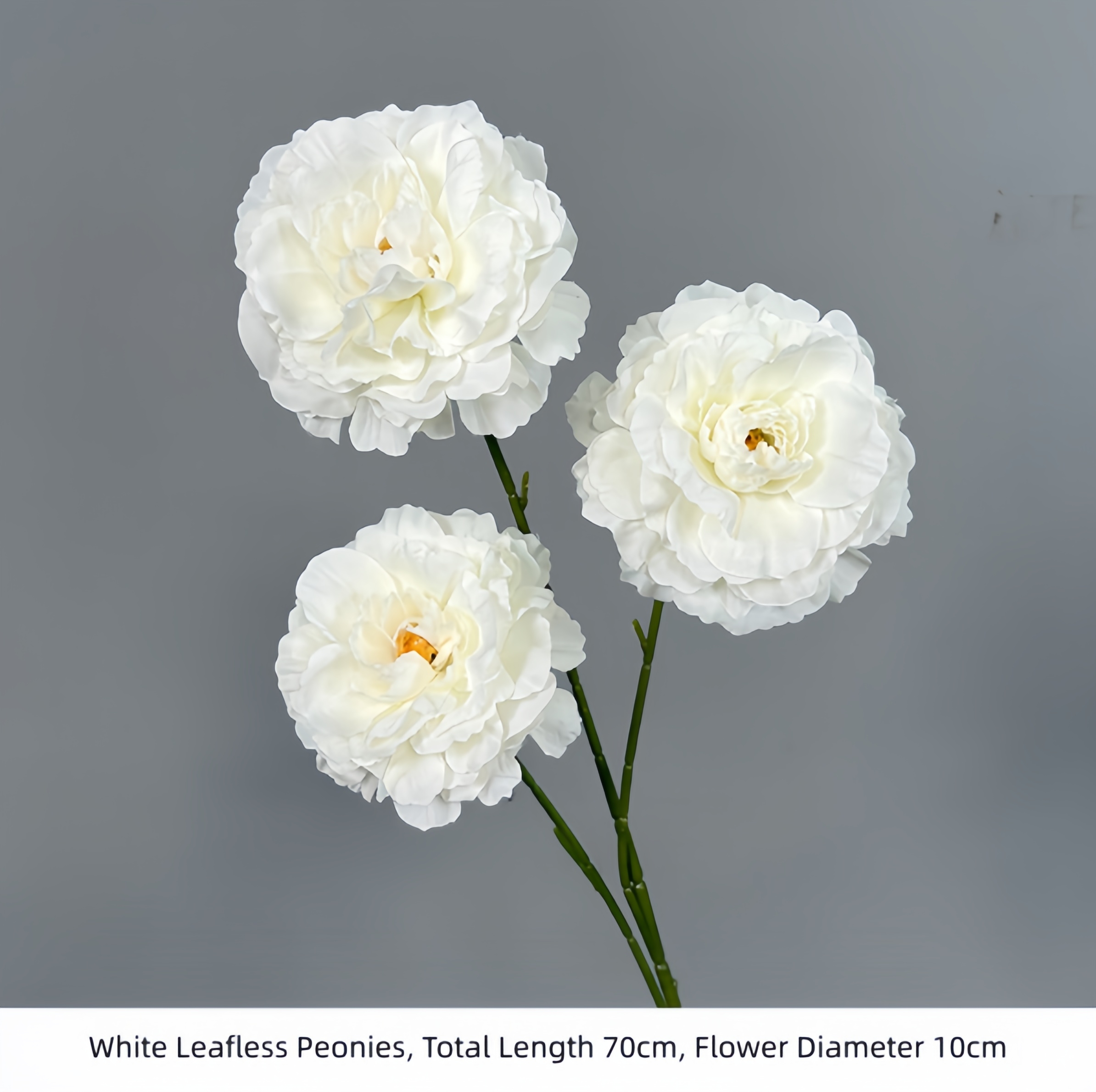 Pivoines blanches sans feuilles
