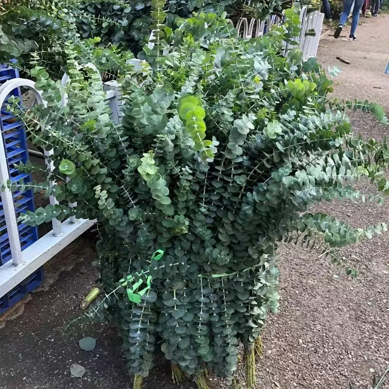 Yunnan Basis Großhandel frisch geschnittene Blume Eukalyptus blätter, frische Silber dollar Eukalyptus blätter, Eukalyptus spray zur Dekoration