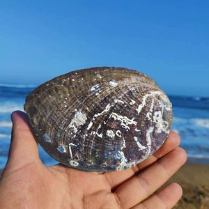 7-13cm doğal ham çin Abalone kabuk leke için adaçayı abalone kabuk yanan - Product Image 3