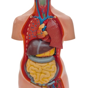 High-quality Detachable Medical Model Teaching Anatomy of the <strong>Human</strong> Torso, <strong>Back</strong> Anatomy, Head, Neck, Torso Model (85 Cm) - Product Image 5