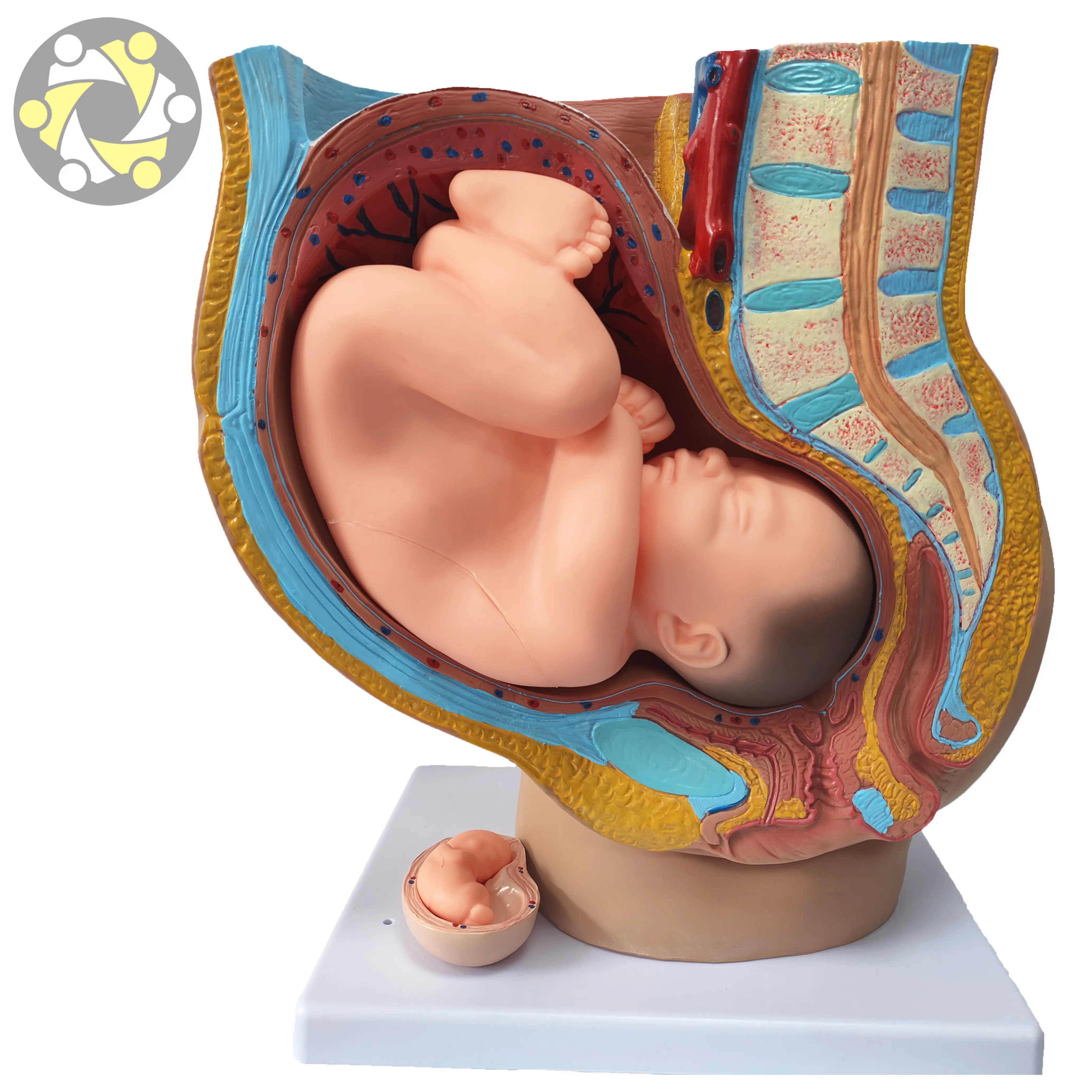 Modelli anatomici dello sviluppo fetale della gravidanza umana durante la gravidanza