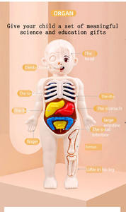 โมเดลรูปอวัยวะมนุษย์สำหรับสอนวิทยาศาสตร์3D ของเด็กประกอบกันด้วยตนเองของเล่นเพื่อการศึกษาปฐมวัย