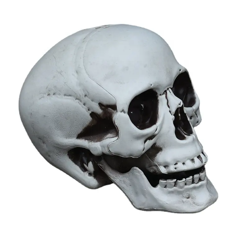 Hot Bán con người Kích thước cuộc sống Skeleton Skull Halloween trang trí đạo cụ Skeleton mô hình nhựa Halloween Skeleton Skull