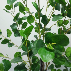 5934 Hot Sale Custom Artificial Forest Bay <strong>Trees</strong> Ficus Money <strong>Tree</strong> - Product Image 6