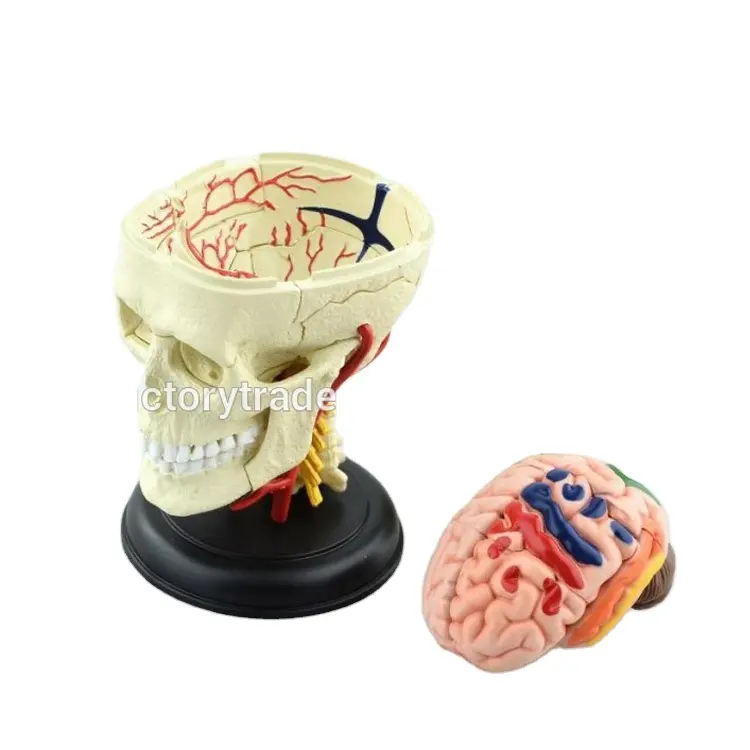 Modelo de anatomia cerebral de caveira de cor humana mestre V-HM06 4d