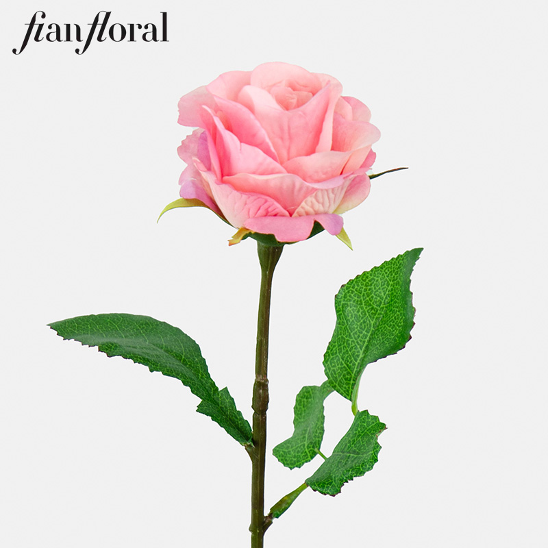 Rosa-SP1163