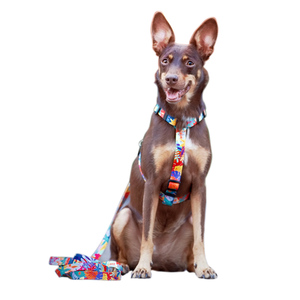 Arnés colorido personalizado para perro, productos para mascotas, diseño de moda, 2022 - Product Image 4