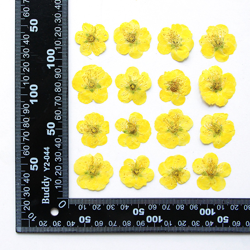 Teint jaune 12 pcs/sac