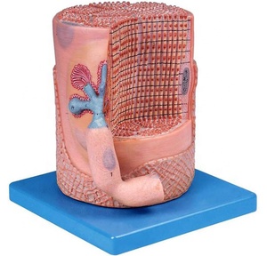 Mô Hình Giải Phẫu Xương Cơ Bắp SỢI HẠT Nhân Của Cơ Bắp Di Động 3D Mô Hình - Product Image 2