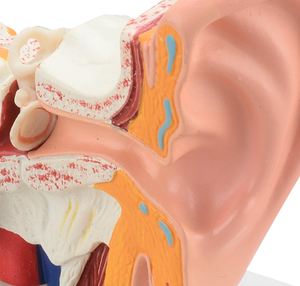 Tıbbi öğretim için insan kulak anatomisi modeli mini pvc taban - Product Image 5