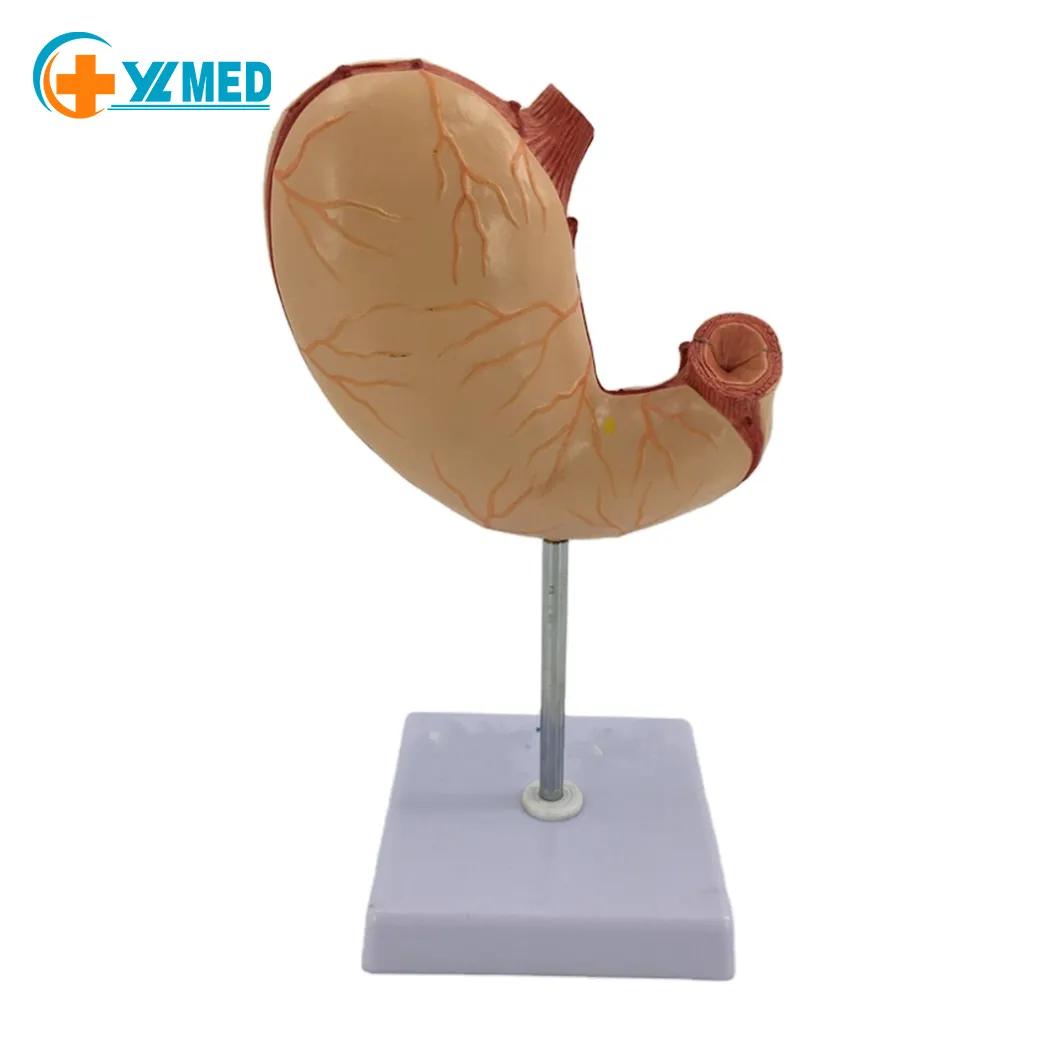 Modelo de anatomía del estómago para enseñanza médica, modelo de simulación de estómago con 2 piezas, para los órganos y el cuerpo humano