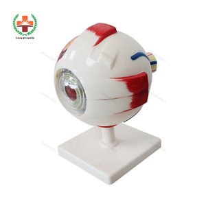 SY-N023 öğretim kaynakları tıp bilimleri İnsan göz küresi modeli 3D İnsan anatomik göz küresi göz modeli için biyoloji - Product Image 5
