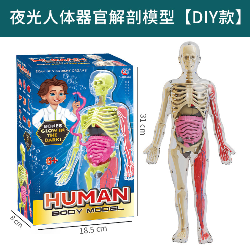 Serie Cuerpo Humano - Kit de Modelo Humano que Brilla en la Oscuridad - TXX-018A