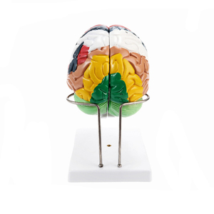 三维医学教学模型人体解剖脑模型展示 - Product Image 6
