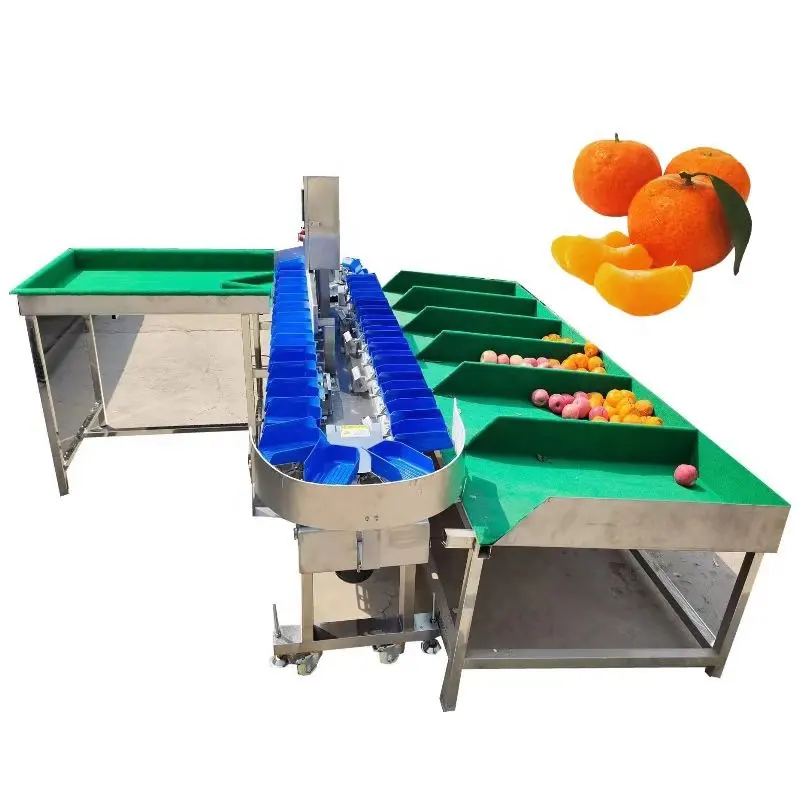 Macchina per pesare e classificare il mango fresco per attrezzature per l'industria delle macchine per la smistamento automatico del peso di frutta del drago