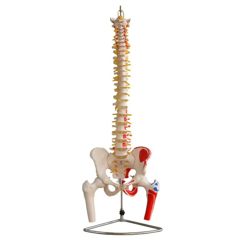 Colonne vertébrale en taille réelle, modèle de colonne vertébrale humaine MECAN Science médicale avec Pelvis et têtes de fémur