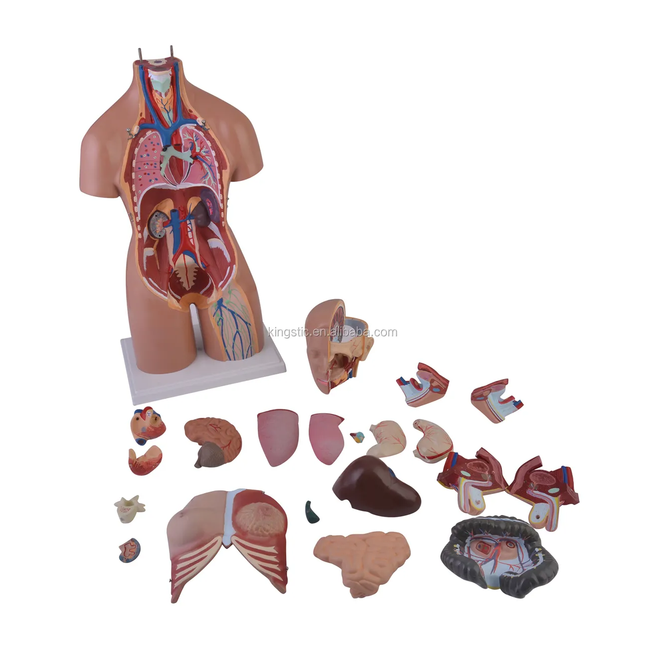 Kingstic natural size medical educational anatomy model with stand