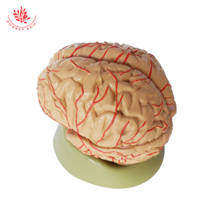 等身大に正常な9つの部分の解剖を伴う人間の脳の解剖学的モデル - Product Image 3