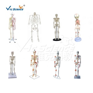 <strong>Human</strong> Skeleton Model With Green Cartilage and Spinal <strong>Nerves</strong> 85cm <strong>Human</strong> Skeleton Price <strong>Human</strong> Skeletal Model - Product Image 2