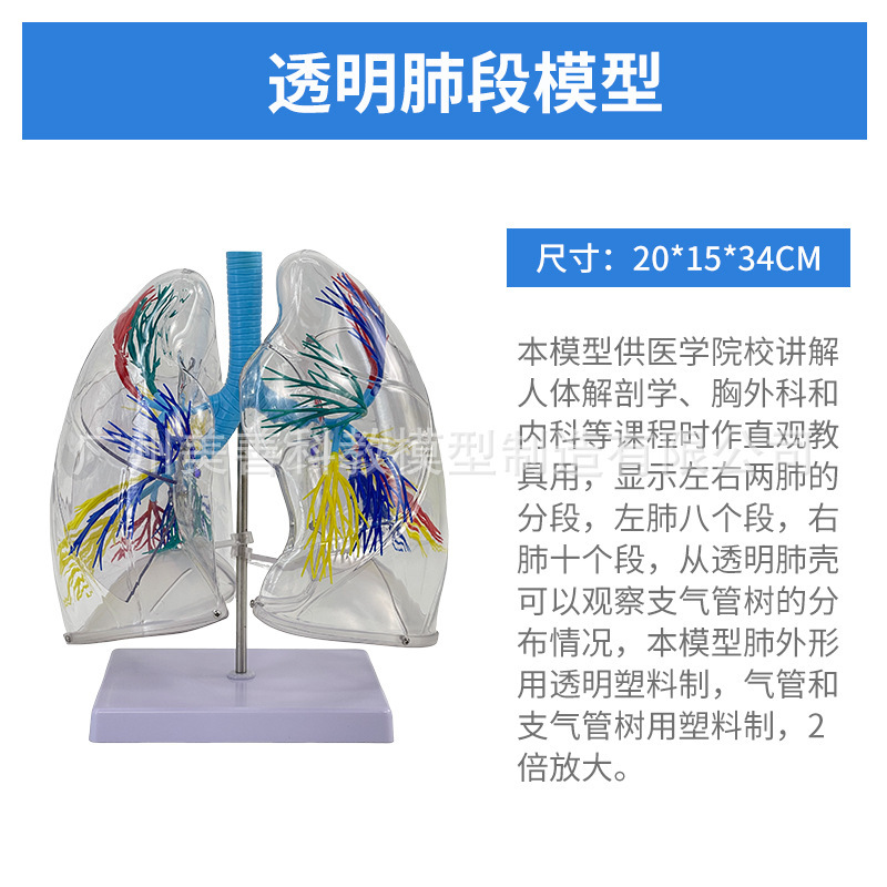 segmentos pulmonares transparentes
