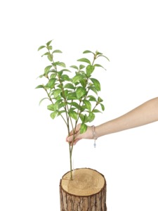 Artificial Palm <strong>Tree</strong> - Product Image 5