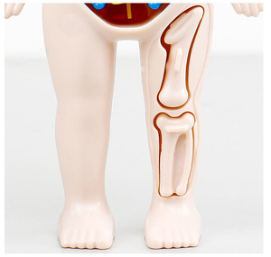 Sıcak bilim eğitici oyuncak insan vücudu oyuncak kök kiti 3D insan organı modeli bulmaca oyuncak çocuklar için insan öğrenme - Product Image 4