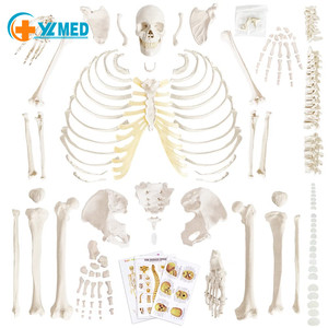 Último alto detalle 200 estructura ósea 67 alto modelo científico de anatomía esquelética humana para ciencia médica - Product Image 1