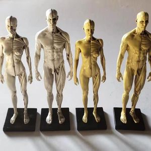 <strong>Art</strong> Human Musculoskeletal Anatomical Structure Model Painting <strong>Art</strong> Sculpture Teaching Reference Model 30cm Muscle Human Model - Product Image 2