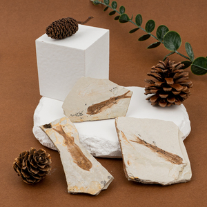 Exhibición de piedra preciosa al por mayor piedra popular de ciencia fósil de pez Lycoptera para Decoración - Product Image 3