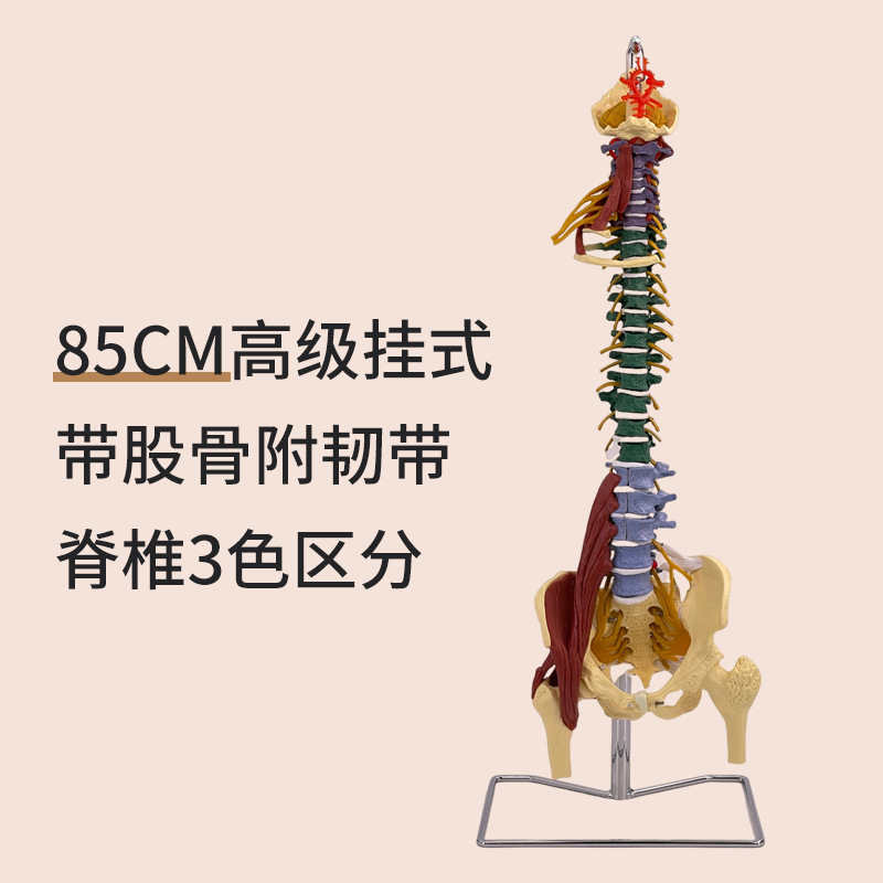 80CM Premium Colored Spine with Muscles