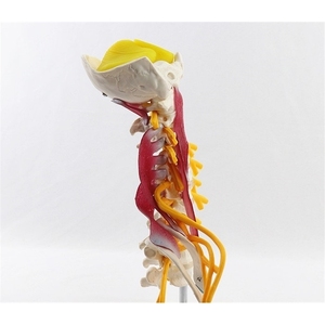 Servikal omurga modeli çıkarılabilir İnsan omurilik sinirleri modeli tıbbi üniversite öğretimi için anatomik Model - Product Image 4