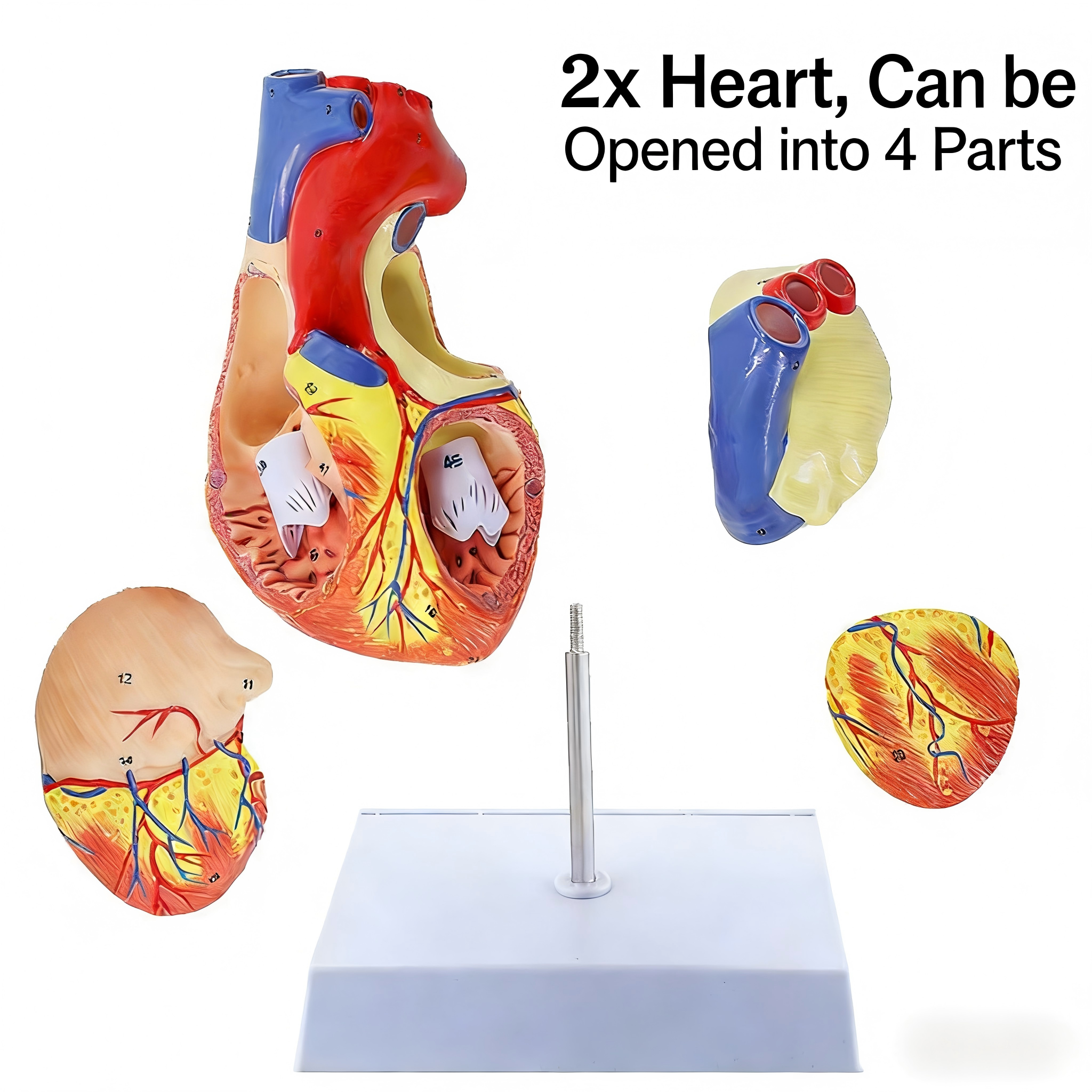 Modelo de Corazón Humano Ampliado 2X - Versión con 49 Etiquetas