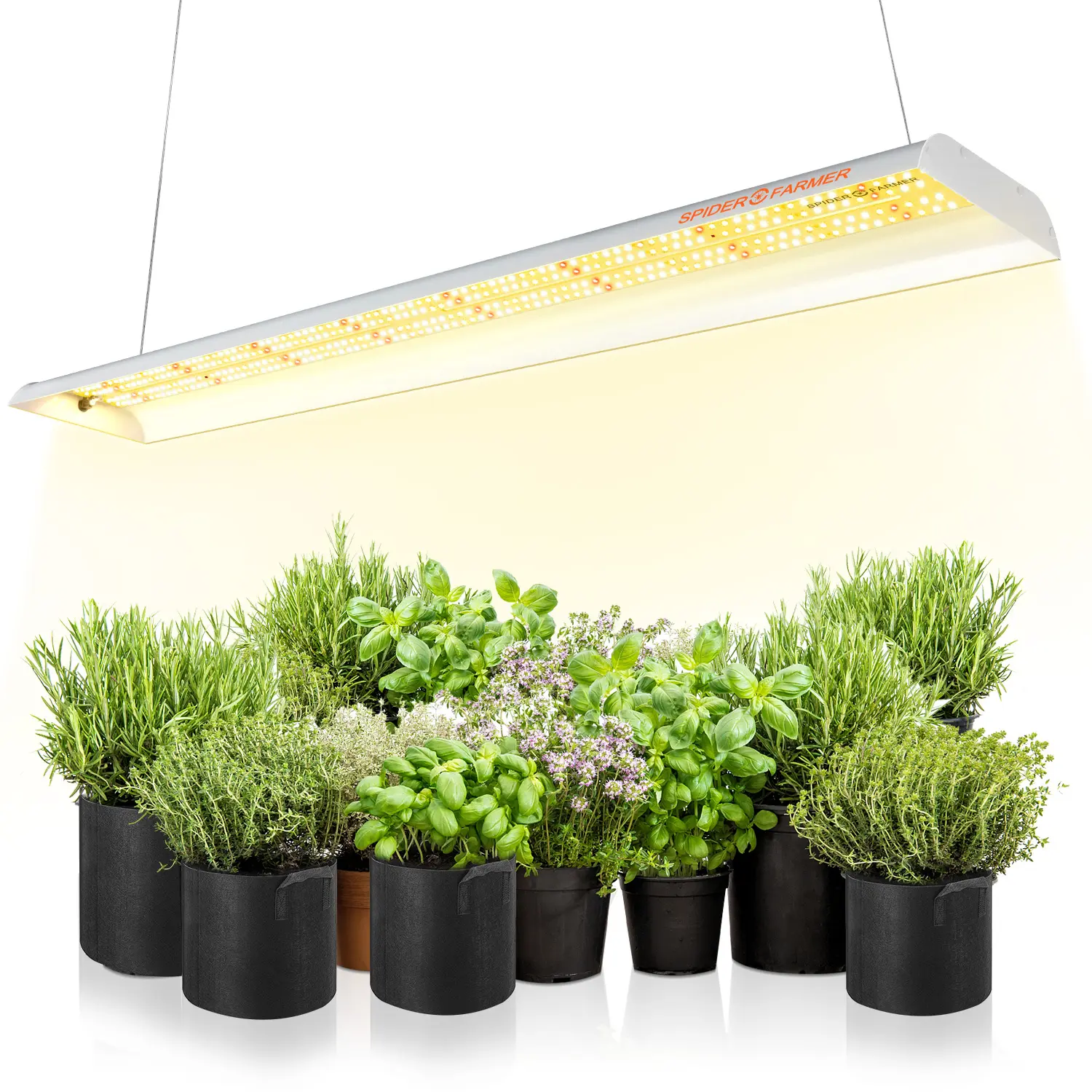 Spider coltivatore SF600 74W spettro completo LED coltiva la luce per la coltivazione di fragole di pomodoro di insalate di microverdi