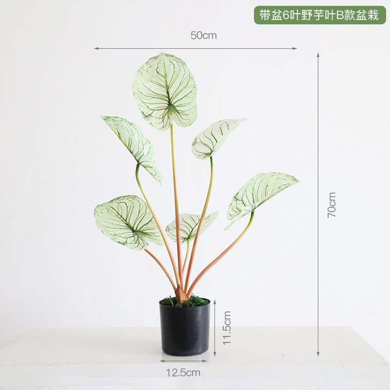 Feuille de taro sauvage en pot - 6 feuilles - style B, plante en pot