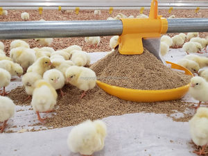 Low CostAutomatic Broiler <strong>Chicken</strong> Floor System for Sale