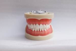 32pcs <strong>Tooth</strong> Model Dental Teaching Model Student Preparation <strong>Tooth</strong> Soft Gum <strong>Fixed</strong> Screw Exam Model - Product Image 2