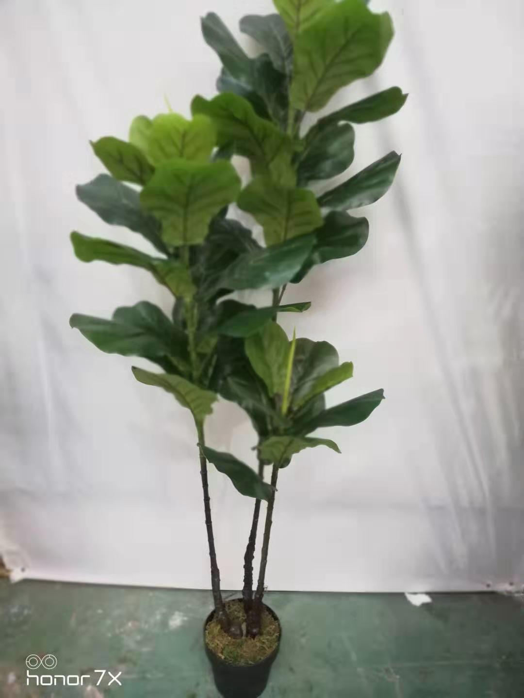 Ficus lyrata