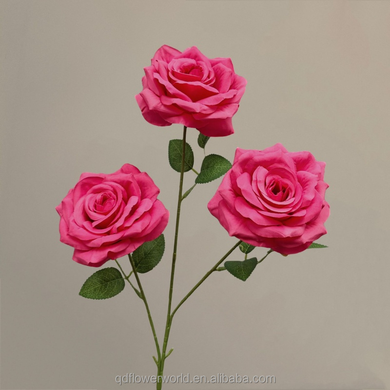 #5 Rose Garance