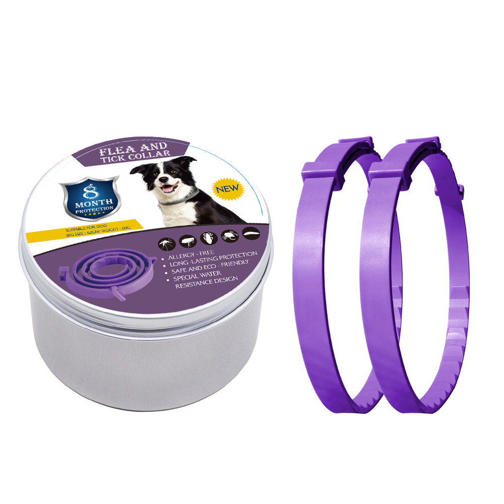 Chien violet