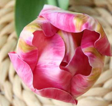 Rosa