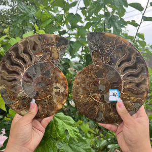 Geode piedra de cristal Natural para decoración curativa, fósil de conchas, Slice espécimen de amonita, de alta calidad, venta al por mayor - Product Image 1