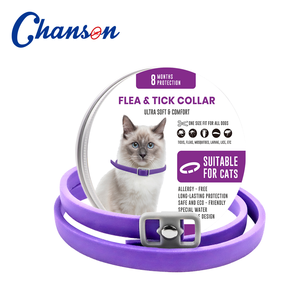 Purple Cat