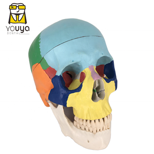 Toptan renkli diş anatomik insan kafatası modeli - Product Image 1