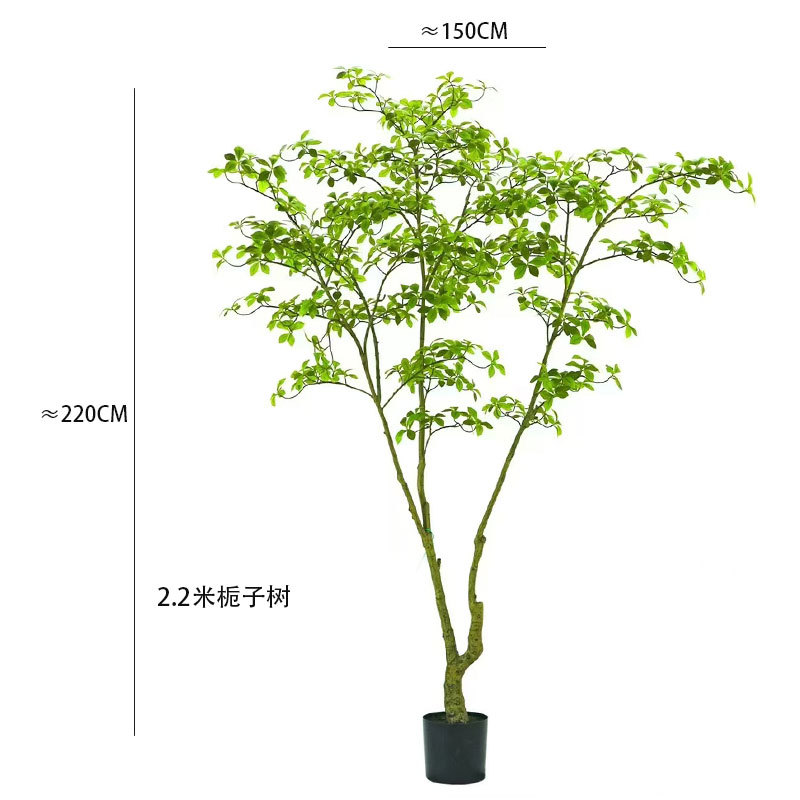 2.2-meter gardenia tree